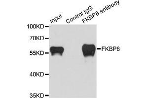 Immunoprecipitation analysis of 200ug extracts of HeLa cells using 1ug FKBP8 antibody.