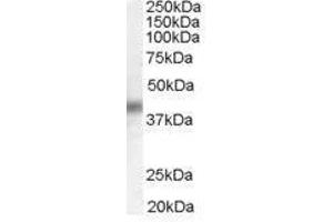 Image no. 2 for anti-Dual Specificity Phosphatase 1 (DUSP1) (C-Term) antibody (ABIN374121) (DUSP1 anticorps  (C-Term))