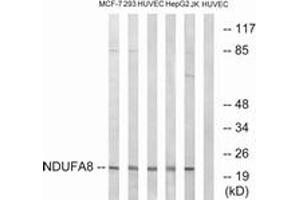 Western blot analysis of extracts from HuvEc/MCF-7/Jurkat/HepG2/293 cells, using NDUFA8 Antibody. (NDUFA8 anticorps  (AA 109-158))
