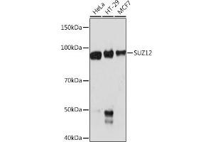Western blot analysis of extracts of various cell lines, using SUZ12 Rabbit mAb (ABIN1682362, ABIN3018837, ABIN3018838 and ABIN7101670) at 1:1000 dilution. (SUZ12 anticorps)
