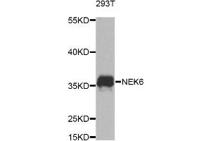 Western blot analysis of extracts of 293T cells, using NEK6 Antibody (ABIN5974604) at 1/1000 dilution. (NEK6 anticorps)
