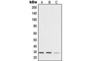 Western blot analysis of 14-3-3 zeta expression in HeLa (A), mouse brain (B), rat kidney (C) whole cell lysates.