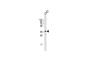 Anti-Sirt3 Antibody (C-term) at 1:2000 dilution + CHO whole cell lysate Lysates/proteins at 20 μg per lane.