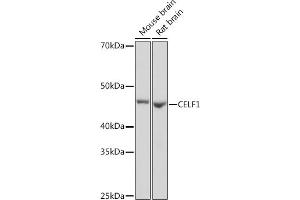 Western blot analysis of extracts of various cell lines, using CELF1 Rabbit mAb (ABIN3021556, ABIN3021557, ABIN3021558, ABIN1512841 and ABIN1514019) at 1:1000 dilution. (CELF1 anticorps)