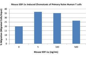 SDS-PAGE of Mouse Stromal Cell-Derived Factor-1 alpha (CXCL12) Recombinant Protein Bioactivity of Mouse Stromal Cell-Derived Factor-1 alpha (CXCL12) Recombinant Protein. (CXCL12 Protéine)