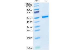 Mouse GITR Ligand on Tris-Bis PAGE under reduced condition. (TNFSF18 Protein (AA 47-173) (Fc Tag))
