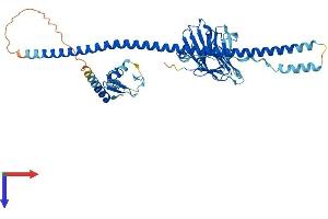 AlphaFold protein structure predicition of Human Recombinant TRIML1 Protein, UniprotID Q8N9V2