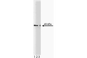 Western blot analysis of PKA [RI] on a human endothelial lysate. (CAMP-Dependent Protein Kinase R1 (PKA-R1) (AA 225-381) anticorps)