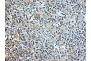 Immunohistochemical staining of paraffin-embedded Human Kidney tissue using anti-TACC3 mouse monoclonal antibody. (TACC3 anticorps)