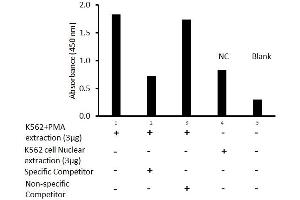 Transcription factor assay of jun-D from nuclear extracts of K562 cells or K562 cells treated with PMA (50 ng/ml) for 3 hr with the specific competitor or non-specific competitor.