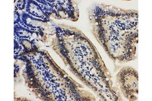 IHC-P: Lamin A/C antibody testing of mouse intestine tissue (Lamin A/C anticorps  (AA 455-469))