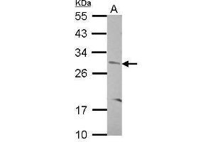 WB Image Sample (30 ug of whole cell lysate) A: SK-N-SH 12% SDS PAGE antibody diluted at 1:500