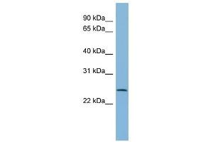 CXORF26 antibody used at 1 ug/ml to detect target protein. (CXorf26 anticorps  (Middle Region))