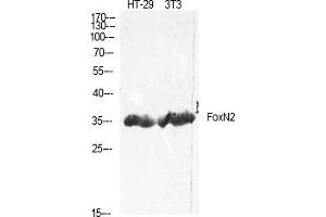 anti-Forkhead Box N2 (FOXN2) (AA 310-390) antibody