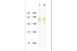 NP of Influenza B virus Immunodetection using anti-NP monoclonal antibody in Western blotting after PAGE in reducing conditions. (Influenza Nucleoprotein anticorps (Influenza B Virus))