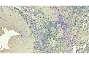 (ABIN185040) (8 μg/mL) staining of paraffin embedded Human Ovary.