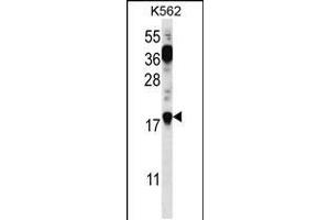 Western blot analysis in K562 cell line lysates (35ug/lane). (Parathymosin anticorps  (C-Term))
