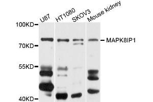 Western blot analysis of extracts of various cell lines, using MAPK8IP1 antibody (ABIN5996222) at 1/1000 dilution. (MAPK8IP1 anticorps)