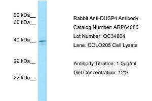 Western Blotting (WB) image for anti-Dual Specificity Phosphatase 4 (DUSP4) (C-Term) antibody (ABIN2789728) (DUSP4 anticorps  (C-Term))