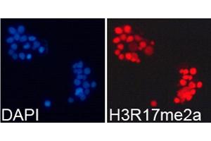 Immunofluorescence analysis of 293T cell using H3R17me2a antibody.