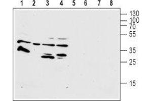 Western blot analysis of human HL-60 promyelocytic leukemia (lanes 1 and 4), human THP-1 acute monocytic leukemia (lanes 2 and 6), human T-84 colorectal carcinoma (lanes 3 and 7) and human U-87 MG glioblastoma (lanes 4 and 8) cell lysates: - 1-4. (FPR1 anticorps  (2nd Extracellular Loop))