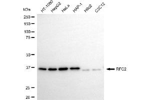 Western blotting analysis using RFC2 antibody (ABIN7800169).