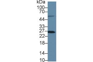 Western Blot; Sample: Human HT1080 cell lysate; Primary Ab: 3µg/ml Rabbit Anti-Human MSRA Antibody Second Ab: 0. (MSRA anticorps  (AA 27-235))