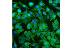 IF analysis of NEAS/SPTAN1 using anti-NEAS/SPTAN1 antibody (ABIN7600436). (SPTAN1 anticorps  (AA 1916-2472))