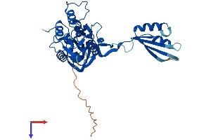 AlphaFold protein structure predicition of Human Recombinant NIF3L1 Protein, UniprotID Q9GZT8