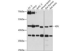 Western blot analysis of extracts of various cell lines, using KIN antibody (ABIN7268118) at 1:1000 dilution.