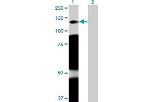 Western Blot analysis of ARHGAP4 expression in transfected 293T cell line by ARHGAP4 MaxPab polyclonal antibody. (ARHGAP4 anticorps  (AA 1-986))