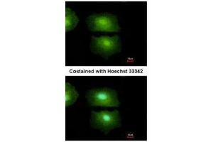 ICC/IF Image Immunofluorescence analysis of methanol-fixed A549, using IL16, antibody at 1:500 dilution. (IL16 anticorps  (C-Term))