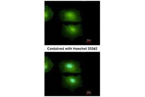 ICC/IF Image Immunofluorescence analysis of methanol-fixed A549, using IL16, antibody at 1:500 dilution.