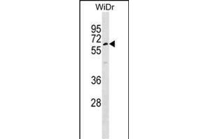TULP1 Antibody (Center) (ABIN1537977 and ABIN2848730) western blot analysis in WiDr cell line lysates (35 μg/lane). (TULP1 anticorps  (AA 184-211))