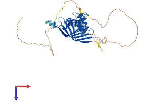 AlphaFold protein structure predicition of Mouse Recombinant Ldb2 Protein, UniprotID O55203