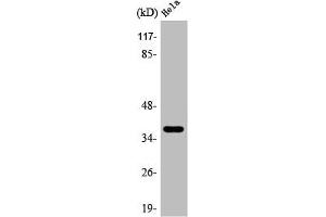 Western Blot analysis of K562 cells using Arginase II Polyclonal Antibody