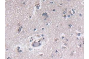 Detection of PON3 in Human Cerebrum Tissue using Polyclonal Antibody to Paraoxonase 3 (PON3)