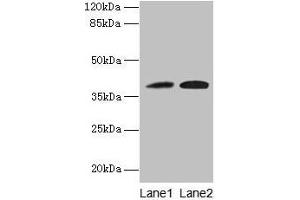 Western blot All lanes: KLHDC8A antibody at 0. (KLHDC8A anticorps  (AA 1-350))