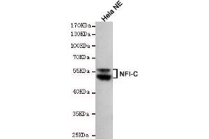 Western blot detection of NFIC in Hela NE cell lysates using NFIC mouse mAb (1:200 diluted). (NFIC anticorps)
