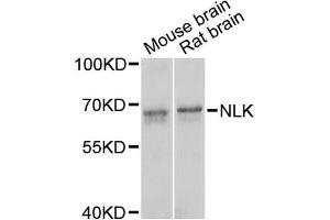 Western blot analysis of extracts of various cell lines, using NLK antibody (ABIN5971636) at 1/1000 dilution. (Nemo-Like Kinase anticorps)