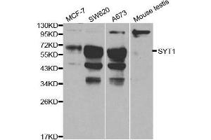 Western blot analysis of extracts of various cell lines, using SYT1 antibody. (SYT1 anticorps  (AA 1-422))