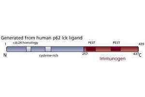 Image no. 1 for anti-p62 Lck Ligand (AA 257-437) antibody (ABIN968203) (p62 Lck Ligand (AA 257-437) anticorps)