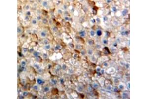 IHC-P analysis of Liver tissue, with DAB staining. (IGSF1 anticorps  (AA 1008-1227))
