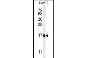 Western blot analysis in HepG2 cell line lysates (15ug/lane). (BLOC1S2 anticorps  (AA 14-40))