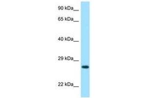 Image no. 1 for anti-Lysozyme G-Like 2 (LYG2) (AA 35-84) antibody (ABIN6748055) (LYG2 anticorps  (AA 35-84))