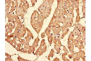 Immunohistochemistry of paraffin-embedded human heart tissue using ABIN7156142 at dilution of 1:100 (IPO13 anticorps  (AA 501-700))