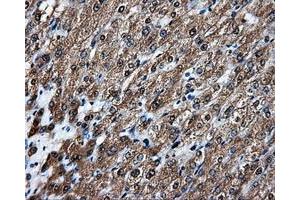 Image no. 4 for anti-Amyloid beta (A4) Precursor Protein (APP) antibody (ABIN1496876) (APP anticorps)