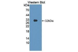 Western Blotting (WB) image for anti-Semaphorin 7A, GPI Membrane Anchor (John Milton Hagen Blood Group) (SEMA7A) (AA 318-566) antibody (ABIN1870746) (SEMA7A anticorps  (AA 318-566))
