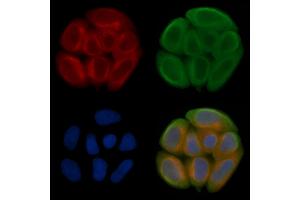 ABIN7095259 and ABIN7099316 staining Hela cells(45 min of heat-shock treatment) by IF/ICC. (OLFML1 anticorps)