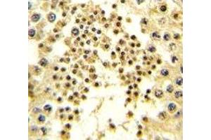 IHC analysis of FFPE human testis tissue stained with LIN28B antibody